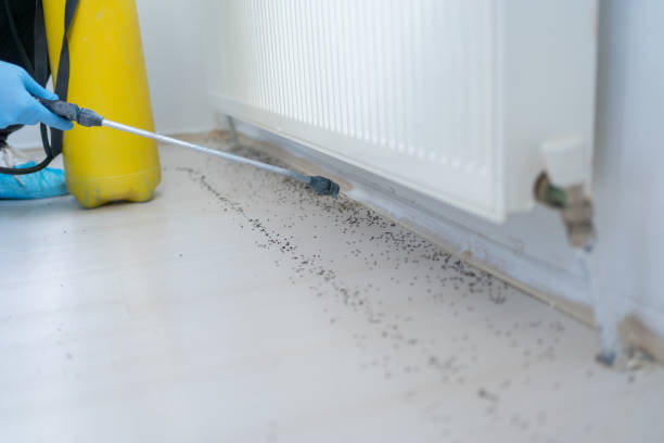 Best Termite Control Services  in Orchard Mesa, CO